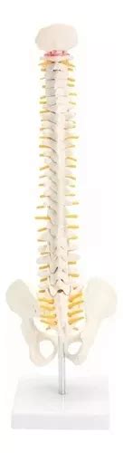 Modelo De Columna Vertebral Humana De 45 Cm Anatomía Humana en venta