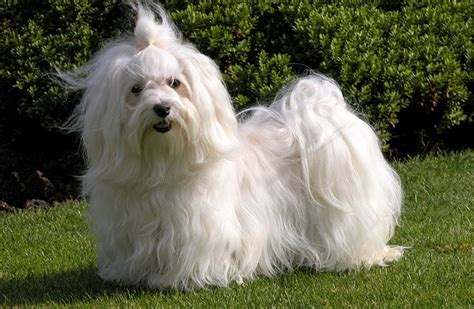 Male Vs Female Havanese How Do They Compare With Pictures