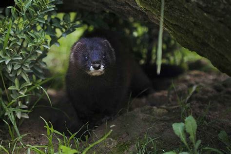 Especies Y Habitats Nuestro Trabajo Wwf Espa A