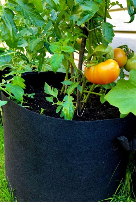 How To Grow Your Own Tomato Plants From Seed