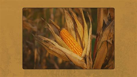 Insightful and Thought-provoking Thanksgiving Bible Study