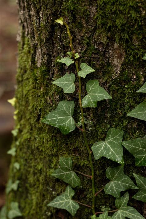 Ivy Photos Download The Best Free Ivy Stock Photos And Hd Images Plant