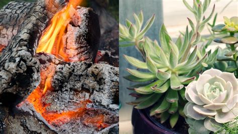 Restos de carvão cinzas de madeira são adubo natural para suas plantas