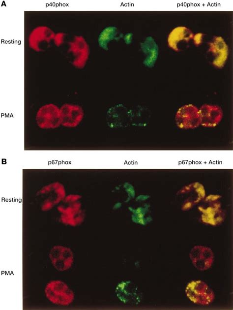 Distribution Of P40 Phox A P67 Phox B And F Actin In Human