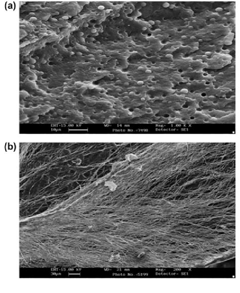 SEM micrographs of PP/PBT blend nanocomposite sample containing 1 wt ... 
