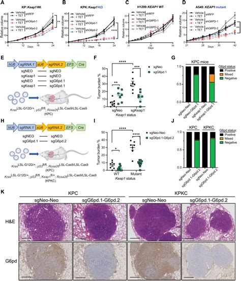 Activation Of The Nrf2 Antioxidant Program Sensitizes Tumors To G6pd