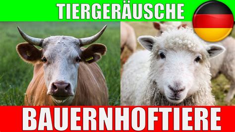 Bauernhoftiere Mit Tierstimmen Lerne Tiere Auf Dem Bauernhof Youtube