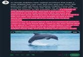 Dolphin Pussy Jelly Know Your Meme