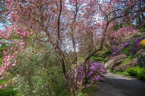 How to Grow and Care for Pink Dogwood Trees