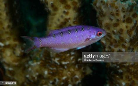 Creole Wrasse Photos And Premium High Res Pictures Getty Images