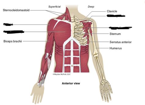 Shoulder muscles Diagram | Quizlet