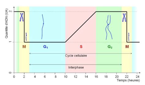 Cycle Cellulaire Flashcards Quizlet