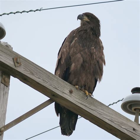 Urban Observation of the Week: Juvenile Bald Eagle in New York City
