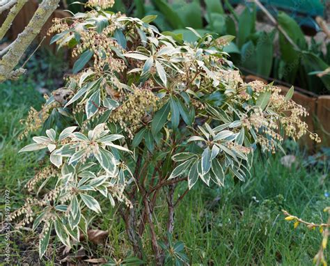 Pieris japonica ou Andromède du Japon Variegata Arbuste décoratif au