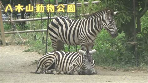 【八木山動物公園】グラントシマウマ Youtube