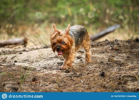 A Small Tired Gray Yorkshire Terrier With His Tongue Sticking Out Is