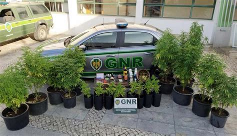 GNR capturou dois suspeitos de tráfico de droga