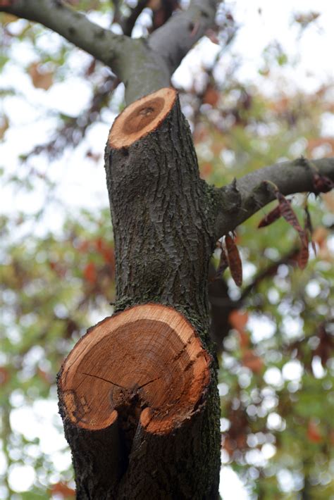 Free Images Tree Branch Wood Leaf Flower Trunk Europe Spring