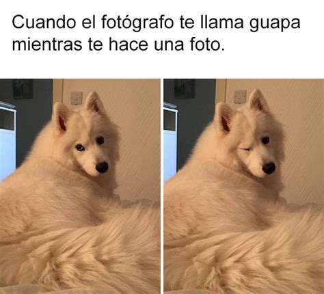 21 Divertidos memes de perros que te harán reír a carcajadas