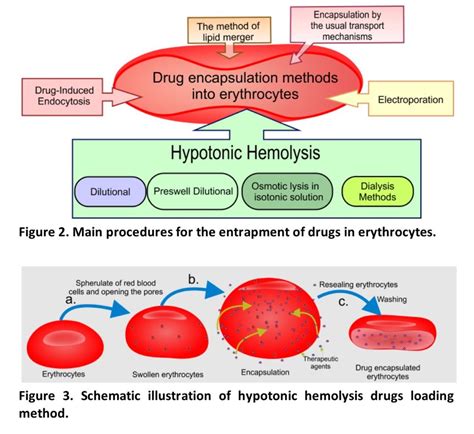 Schematic Illustration Of Hypotonic Hemolysis Drug Loading Method Download Scientific Diagram