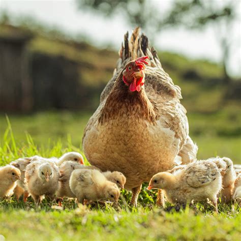 Achetez Des Aliments Sains Pour Vos Poussins Et Vos Poules Versele