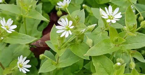 Mouron Stellaria Media D Couvrez Les Merveilles De Cette Herbe