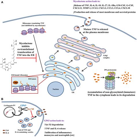 Frontiers Macrophage Cytokines Involvement In Immunity And