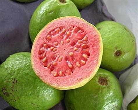 Guayaba Frutas Tropicales Psidium Guajava Semillas De árboles De