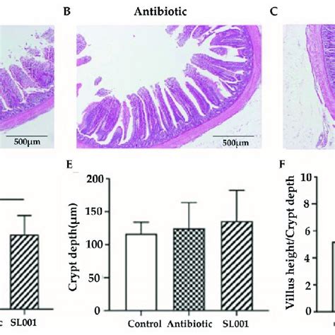 Effects of L. reuteri SL001 on ileum morphology of broilers at day 42 ...