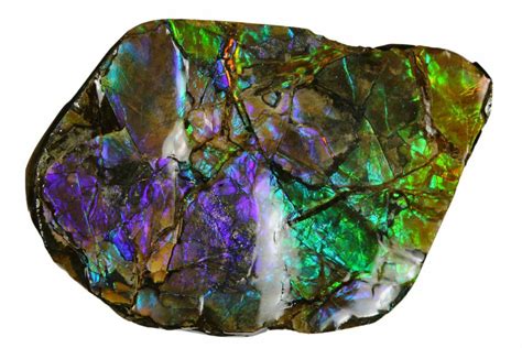 1.5" Iridescent Ammolite (Fossil Ammonite Shell) - Alberta, Canada ...