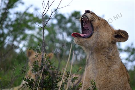 African Wildlife photography 2