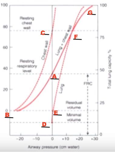 Respiratory Physiology Mechanics Of Breathing Flashcards Quizlet