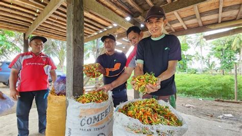 Pantau Produksi Kementan Stabilkan Harga Cabai Di Akhir Tahun Pilar