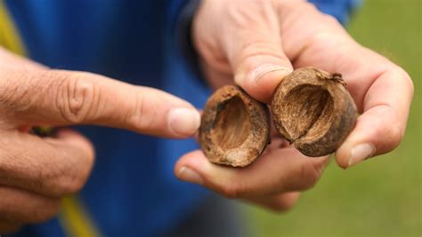 Persimmon seeds predict strange winter weather