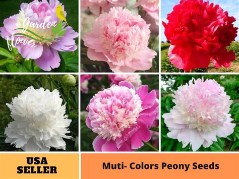 10 Rare Seeds Mix Peony Perennial Seeds Authentic Seeds Flowers Organic Non Gmo Vegetable Seeds