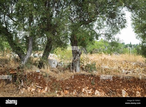 Ancient olive tree Stock Photo - Alamy