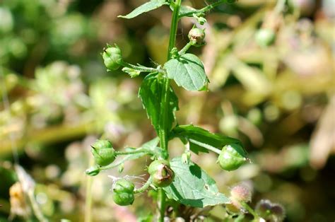 Scrophularia Peregrina Pallano