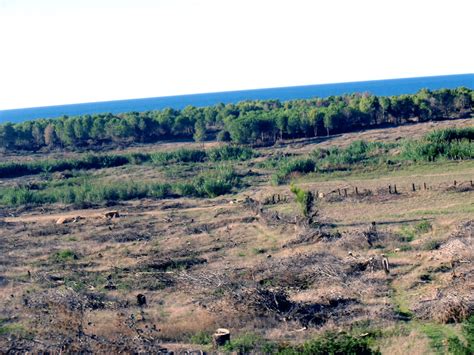 Secteur des forêts à Boumerdès Un précieux patrimoine à protéger El