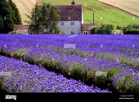 Rows of Lavender at Snowshill Lavender Farm, near Broadway in the Cotswolds, Gloucestershire ...