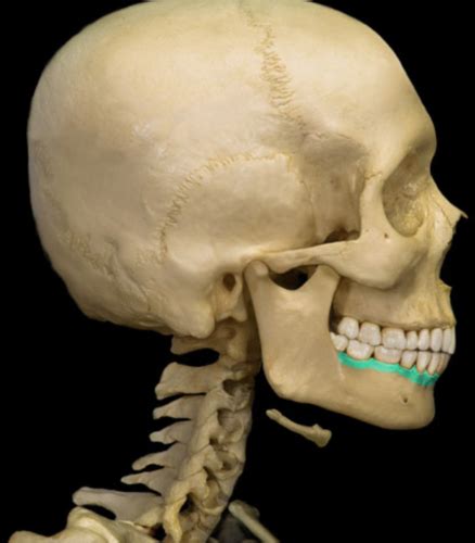 Skeletal Head And Neck Lateral Flashcards Quizlet