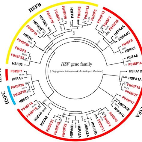 Unrooted Phylogenetic Tree Representing The Relationships Among The Hsf