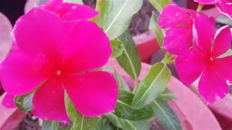 My Vinca Plant Collectionhow To Care Vinca Planthow To Get More