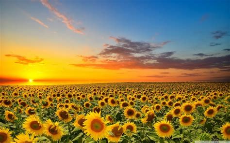 Desktop Background Sunset Sunflower - 1440x900 Wallpaper - teahub.io