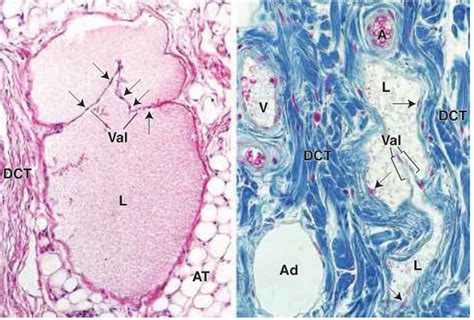 The histology - Cardiovascular System