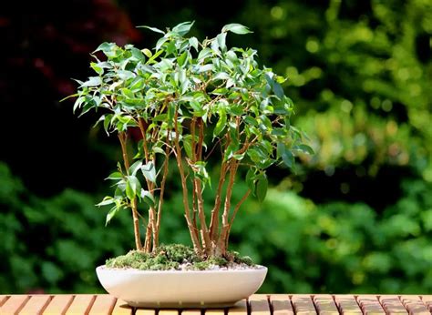 9 Types Of Bonsai Trees Indoors And How To Properly Care For Them Plants Heaven