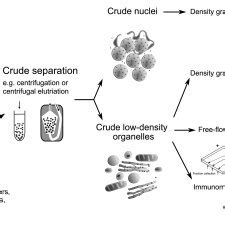 Proposed Workflow For Organelle Proteomics In Filamentous Fungi