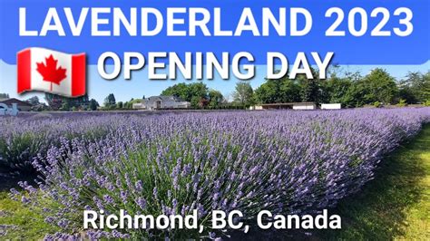 Lavender Land Richmond Opening Day 2023 BC Canada June 14