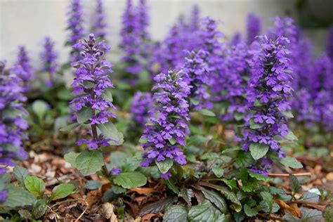 Schattenpflanzen Fuer Den Garten