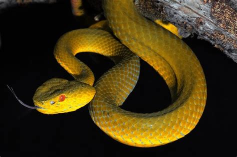 Premium Photo | Yellow viper snake in close up