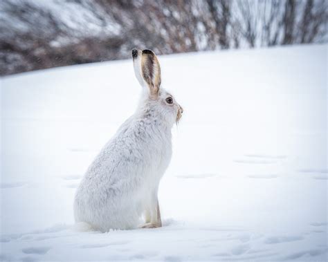 Snow Bunny Defined: The Cultural and Social Aspects of the Term
